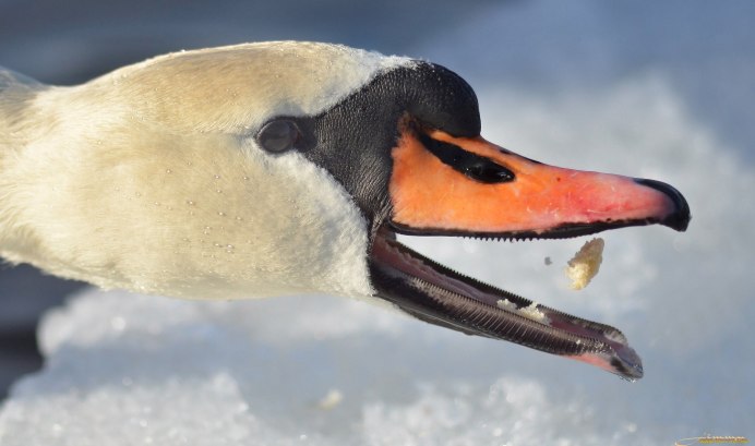 Отряд Гусеобразные клюв