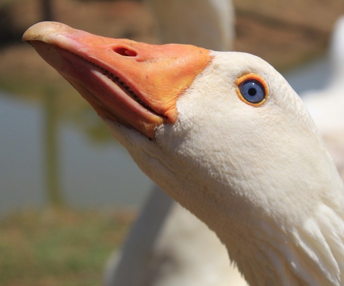 Голова гуся