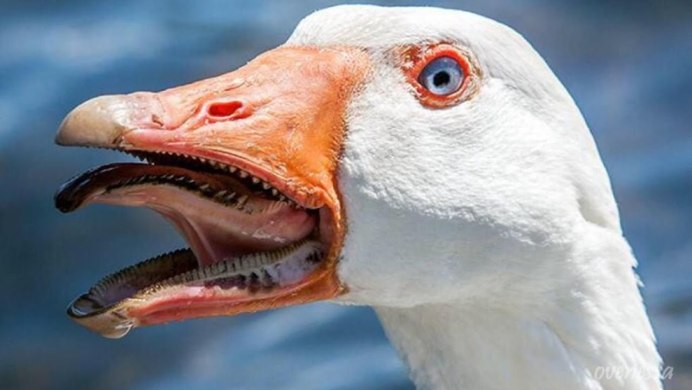 Странный Гусь