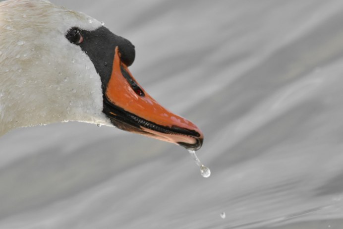 Клюв водоплавающих птиц
