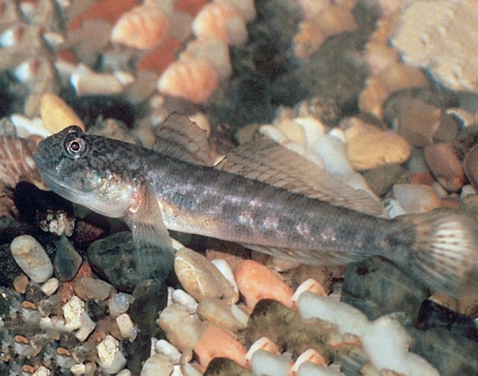 Бычок-кругляк (Neogobius melanostomus)
