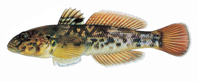 Бычок рыба морской Азовский