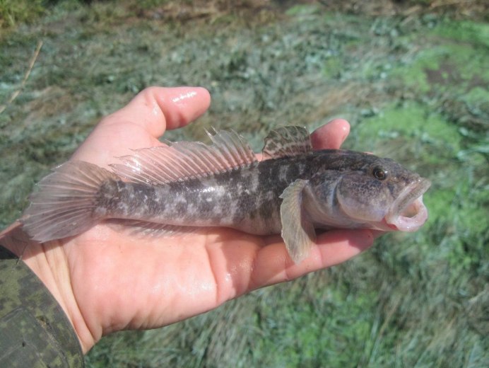 Бычок-кругляк (Neogobius melanostomus)