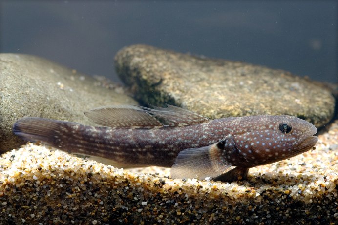 Neogobius fluviatilis