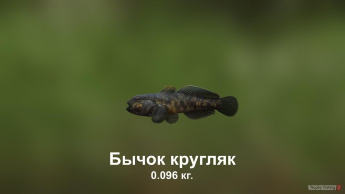 Бычок Бубырь