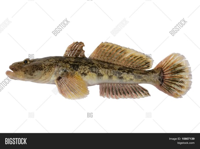 Бычок-кругляк (Neogobius melanostomus)