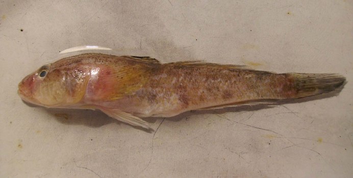 Бычок-песочник g. melanostomus Pall