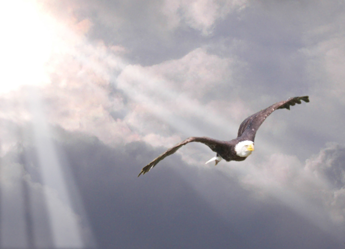 Птица высокого полета