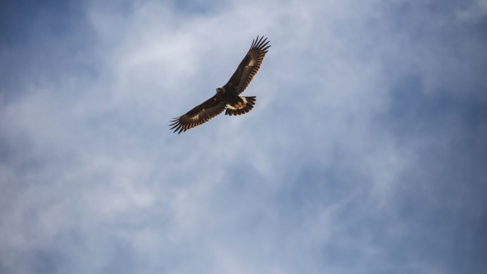 Орел парящий в небе