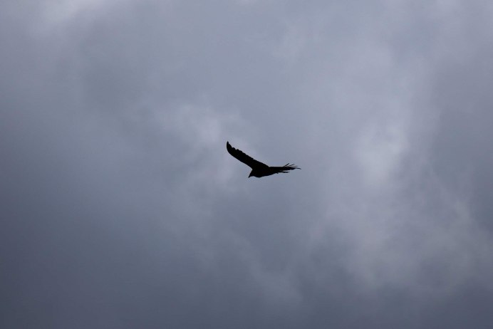 Птицы в пасмурном небе