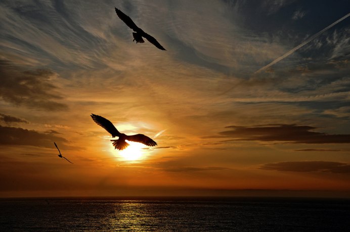 Птицы в небе закат