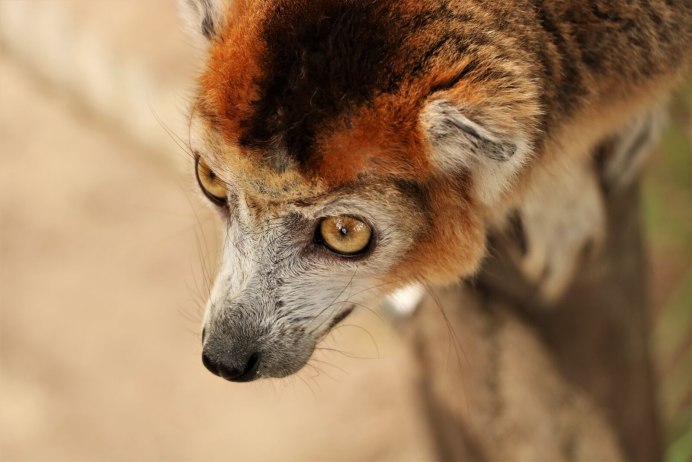Nycticebus pygmaeus
