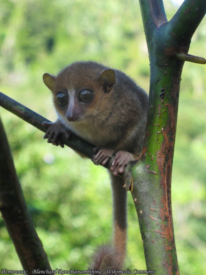 Microcebus lehilahytsara