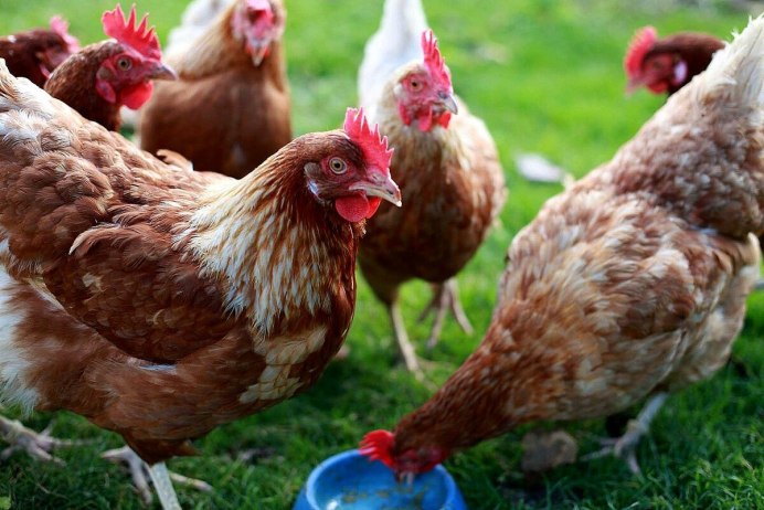 Gallus domesticus