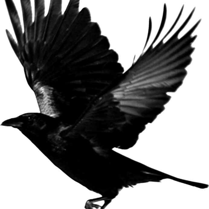 Ворона на белом фоне