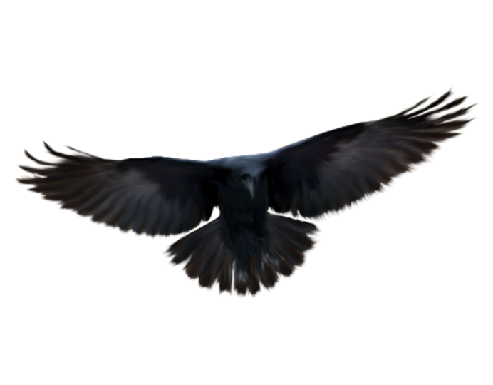 Грач для детей