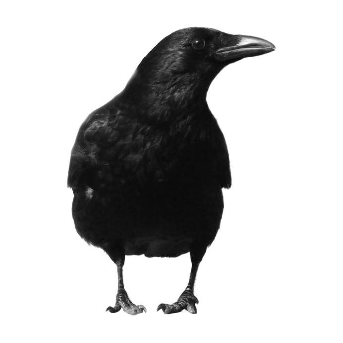 Черная птица на прозрачном фоне