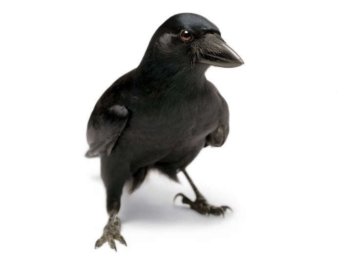 Злая ворона