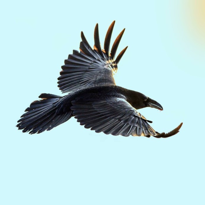 Ворона на белом фоне