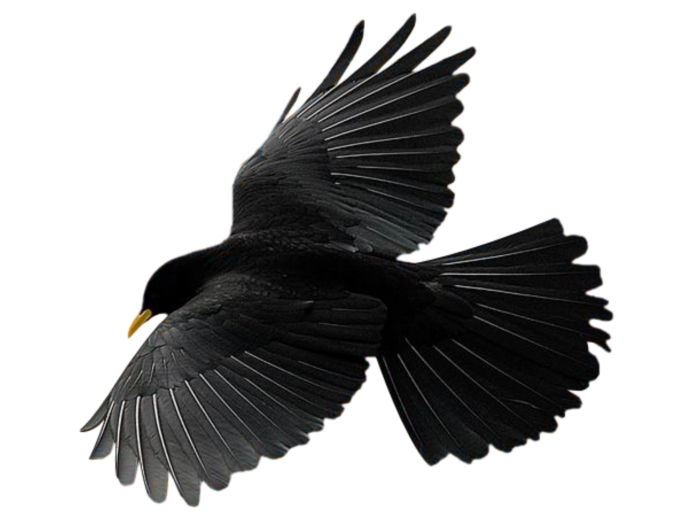 Ворон сбоку в полете
