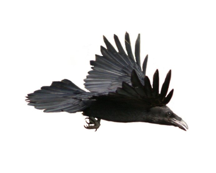 Ворона на белом фоне