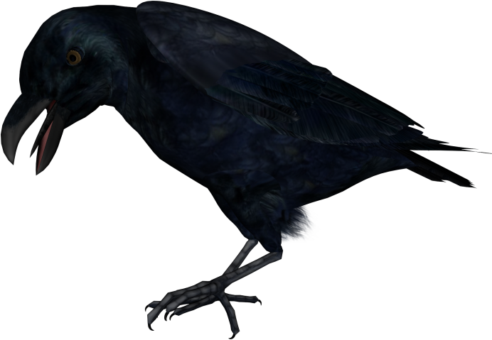 Ворон на белом фоне