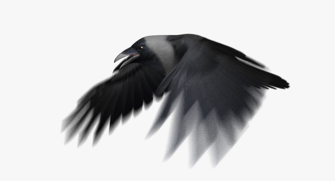 Сотни Воронов на белом фоне