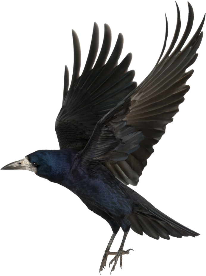 Ворон на прозрачном фоне
