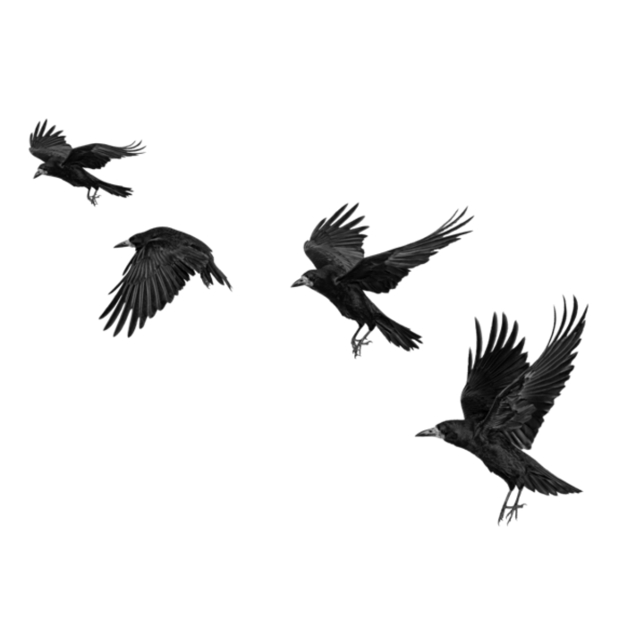 Ворона на белом фоне
