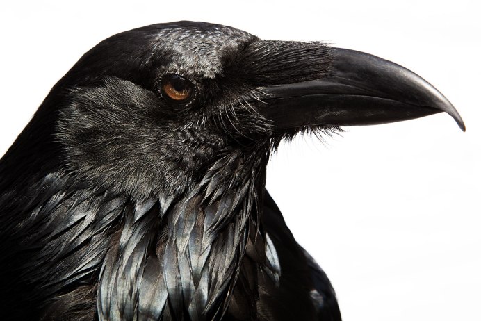 Ворона каркает