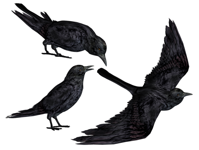 Ворона вектор