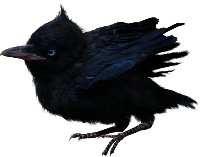 Ворон на белом фоне