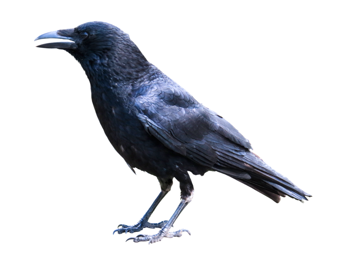 Ворона на белом фоне