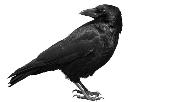 Ворона летит