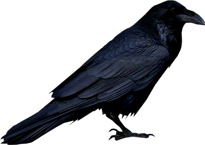 Белый ворон на черном фоне