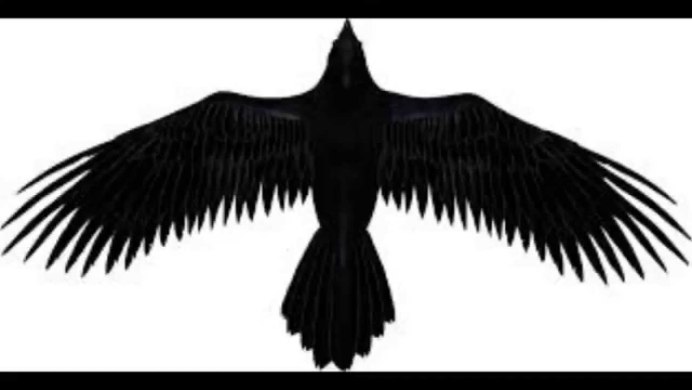 Крыло ворона силуэт