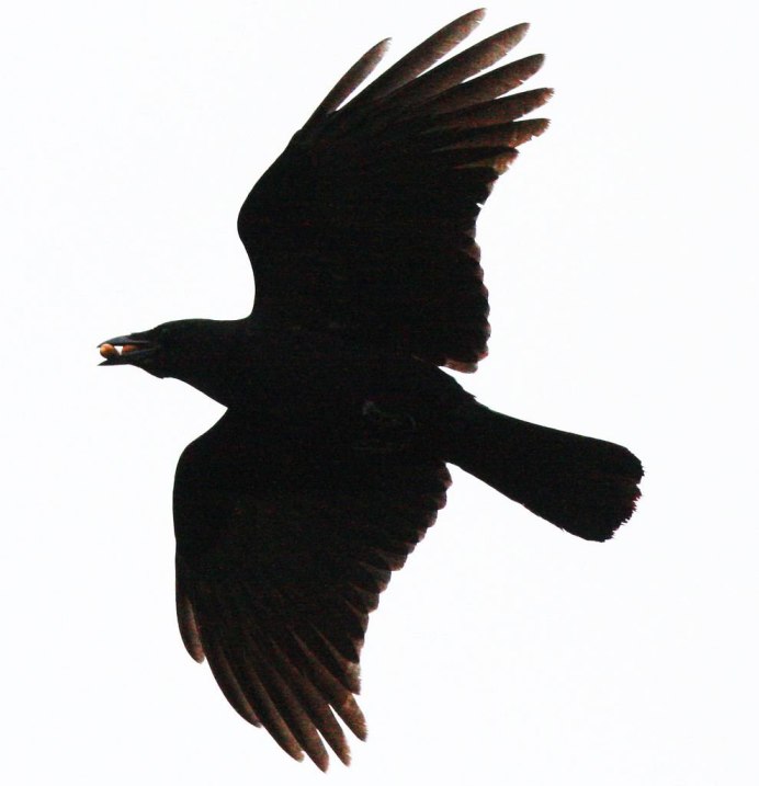 Ворона на белом фоне