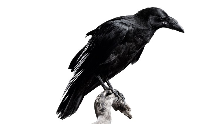 Грач на белом фоне
