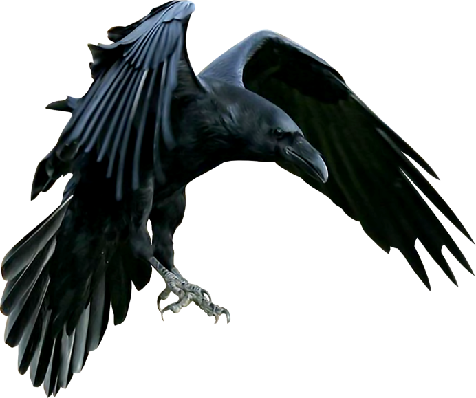 Летящий ворон на белом фоне