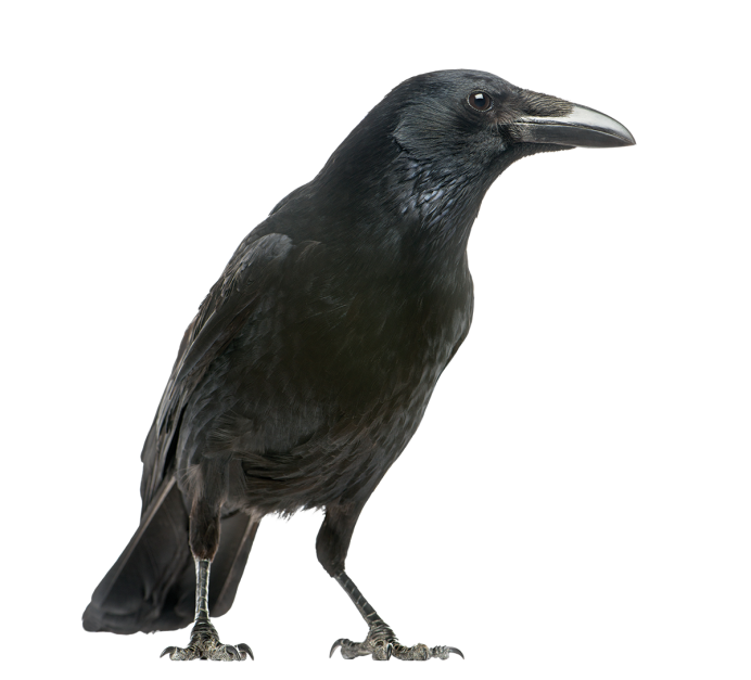 Ворона с расправленными крыльями