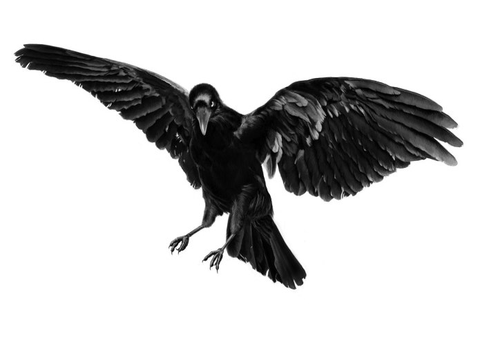 Crow Raven разница
