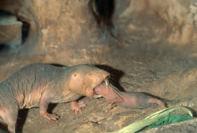 Голый землекоп (Heterocephalus Glaber)