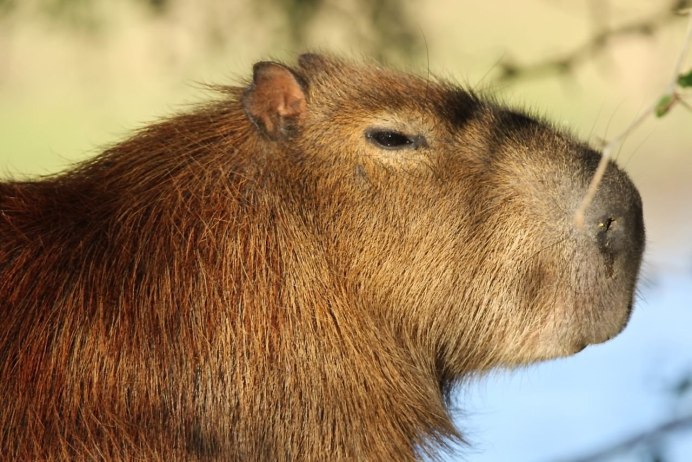 Голый землекоп (Heterocephalus Glaber)