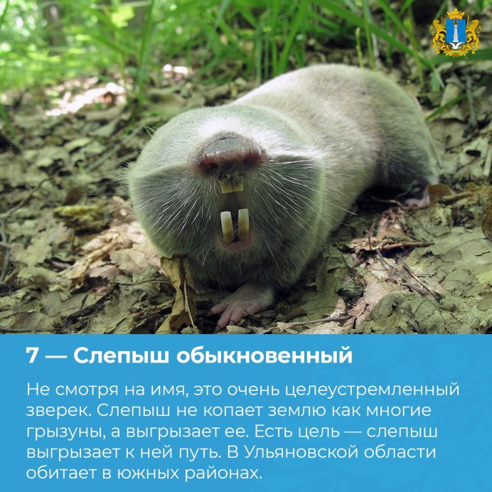 Лысый Африканский землекоп