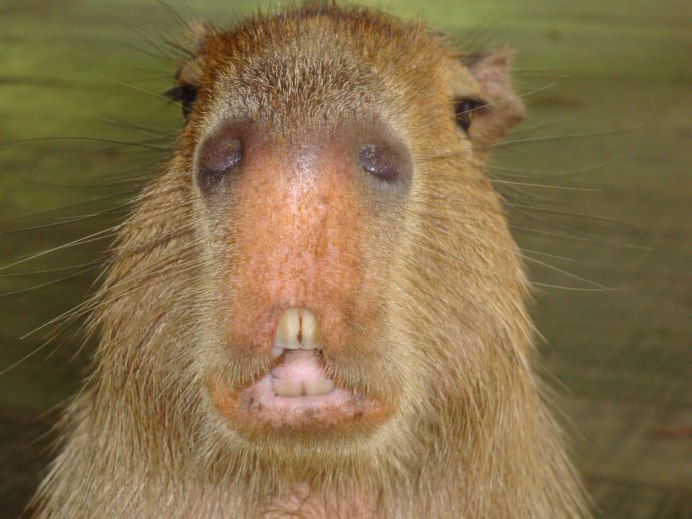 Голый землекоп (Heterocephalus Glaber)