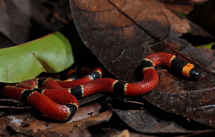 Кустарниковая гадюка (Atheris