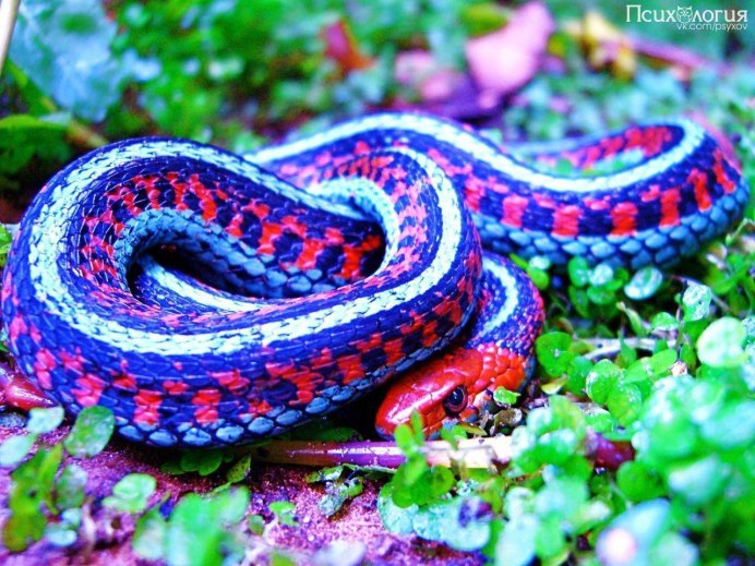 Lampropeltis thayeri