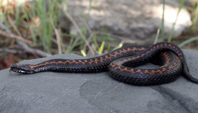 Storeria occipitomaculata