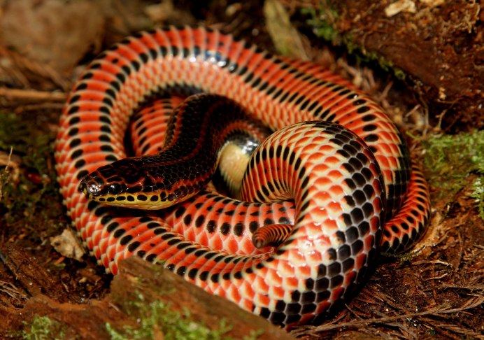 Кустарниковая гадюка (Atheris