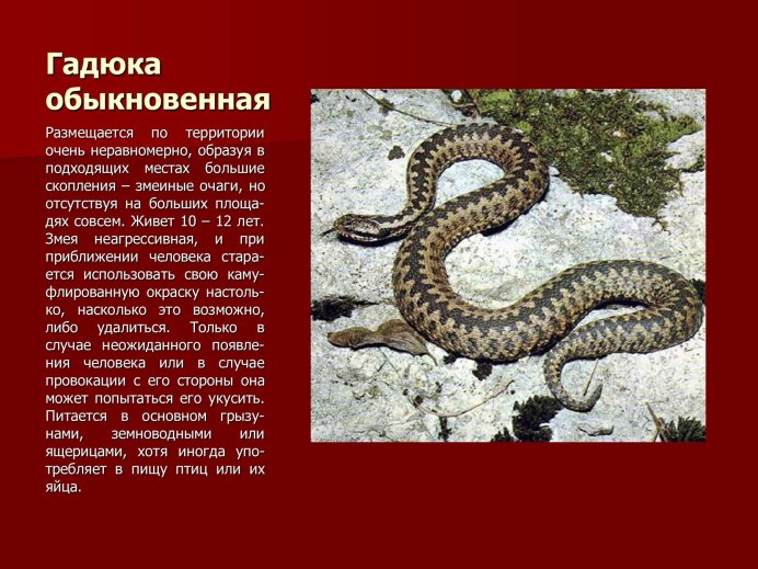 Королевская Кобра красная
